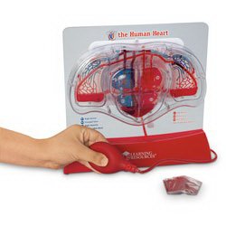 Picture of Pumping Heart Model Learning Resources®SB48204