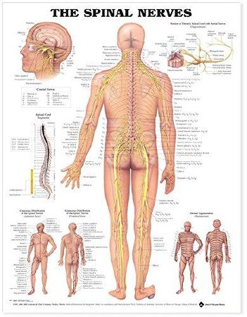 Picture of Anatomical Chart Anatomical Chart Co The Spinal Nerves9781587792069