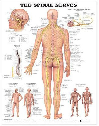 Picture of Anatomical Chart Anatomical Chart Co The Spinal Nerves9781587792069