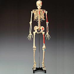 Picture of Painted and Numbered Budget Skeleton Model Bucky™ 23 lbs.CH168