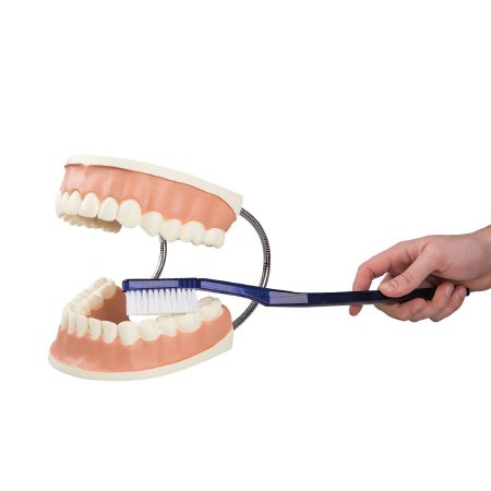 Picture of Giant Dental Care Model 3B Scientific® 3.30 lbs.Z00609