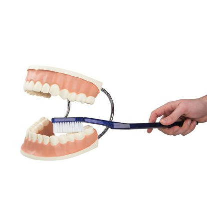 Picture of Giant Dental Care Model 3B Scientific® 3.30 lbs.Z00609