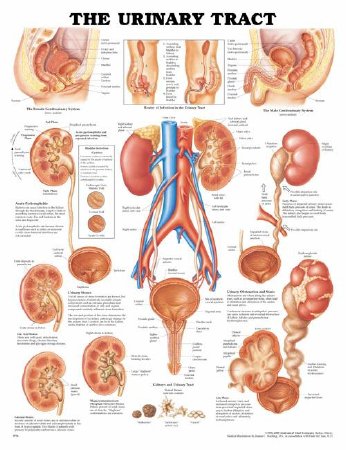 Picture of Anatomical Chart Urinary Tract 20 X 26 Inch Plastic Wall Mount Laminated1587790718