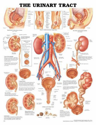Picture of Anatomical Chart Urinary Tract 20 X 26 Inch Plastic Wall Mount Laminated1587790718