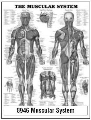 Picture of Anatomical Chart Muscular System 20 X 26 Inch Wall Mount Laminated9781587790355