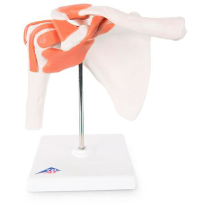 Picture of Functional Shoulder Joint Model American 3B Scientific®SB41402