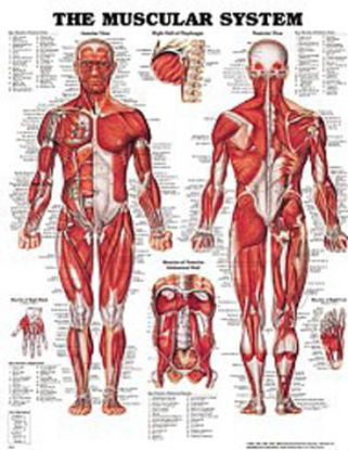 Picture of Anatomical Chart Muscular System 20 X 26 Inch Styrene Plastic Grommets Laminated9781587796838