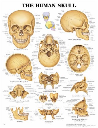 Picture of Anatomical Chart Human Skull 20 X 26 Inch Heavy Paper Grommets Laminated9781587791673