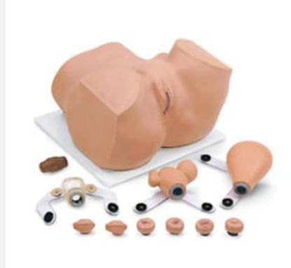 Picture of Eva GYN Manikin160-1900