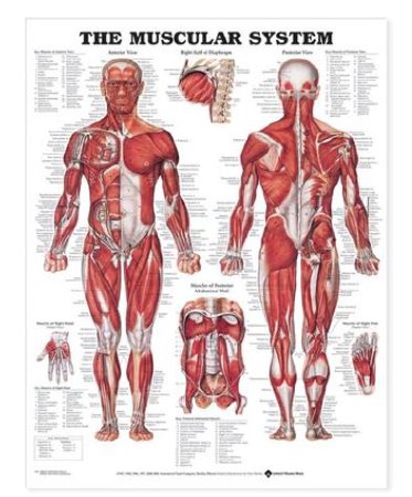 Picture of The Muscular System Anatomical Wall Charts 20 X 26 Inch Flexible Plastic Metal Eyelets Laminated73450