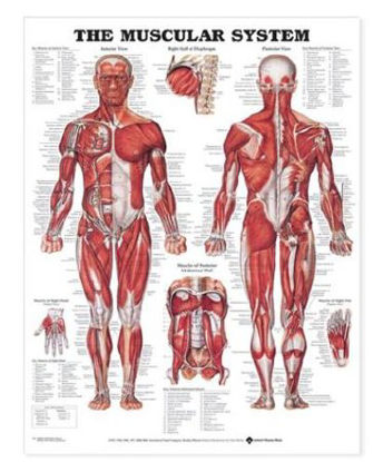 Picture of The Muscular System Anatomical Wall Charts 20 X 26 Inch Flexible Plastic Metal Eyelets Laminated73450