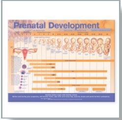 Picture of Anatomical Chart Prenatal Development 20 X 26 Inch Heavy Paper Wall Mount Laminated9780781782272