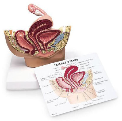 Picture of Female Pelvis Model Nasco FemaleSB32597