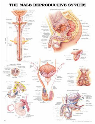 Picture of Anatomical Chart Male Reproductive System 20 X 26 Inch Plastic Wall Mount Laminated1587790300
