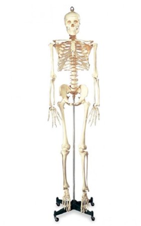 Picture of Numbered Budget Bucky Skeleton Life Size 22 lbs. PlasticCH10N