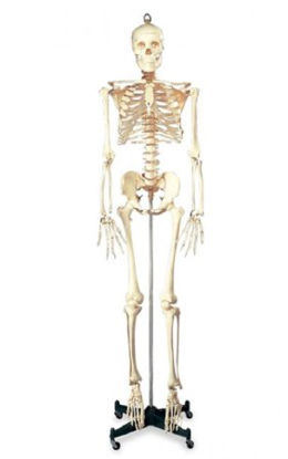 Picture of Numbered Budget Bucky Skeleton Life Size 22 lbs. PlasticCH10N
