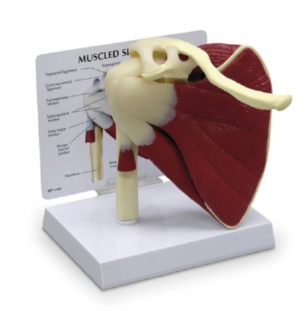 Picture of Muscled Shoulder Model Galloway Plastics®SB35469