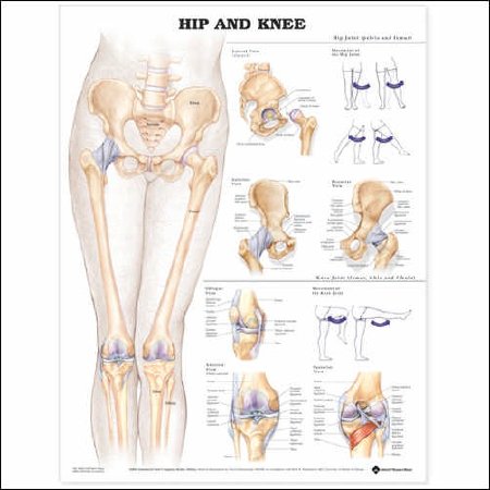 Picture of Anatomical Chart Hip and Knee 20 X 26 Inch Plastic Wall Mount Laminated9781587798665