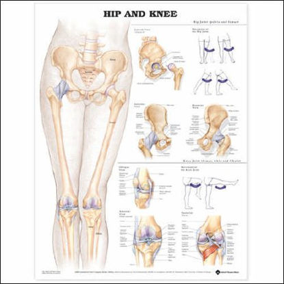 Picture of Anatomical Chart Hip and Knee 20 X 26 Inch Plastic Wall Mount Laminated9781587798665