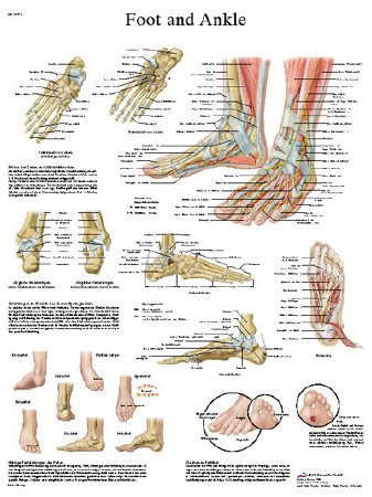 Picture of Anatomical Chart Foot and Ankle 20 X 26 Inch Laminated12-4608L