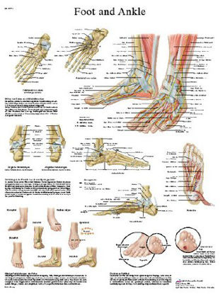 Picture of Anatomical Chart Foot and Ankle 20 X 26 Inch Laminated12-4608L