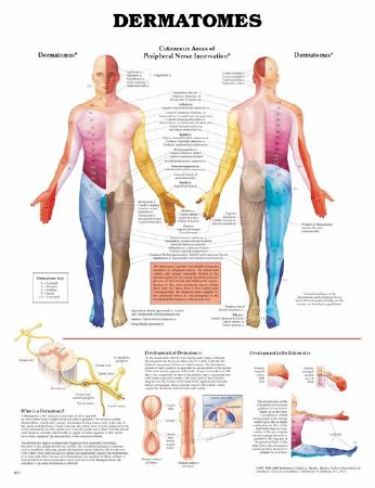 Picture of Anatomical Chart Dermatomes 20 X 26 Inch Heavy Paper Grommets Laminated9781587791123