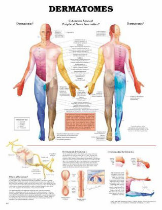 Picture of Anatomical Chart Dermatomes 20 X 26 Inch Heavy Paper Grommets Laminated9781587791123