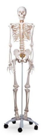 Picture of Fred the Flexible Skeleton With Pelvic Mounted Roller StandSB27618