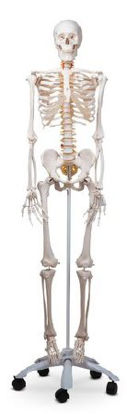 Picture of Fred the Flexible Skeleton With Pelvic Mounted Roller StandSB27618