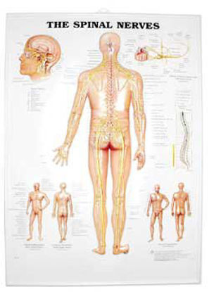Picture of Anatomical Chart Spinal Nerves 3D Raised Relief 18 X 25 Inch Plastic Wall Mount Laminated1587792052