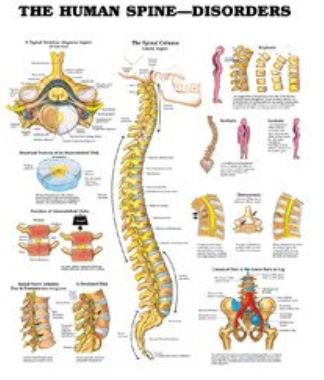 Picture of Anatomical Chart Human Spine 20 X 26 Inch Heavy Paper Grommets Laminated1587794438