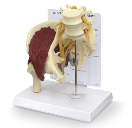 Picture of Muscled Hip with Sciatic Nerve Model Galloway PlasticsSB49530