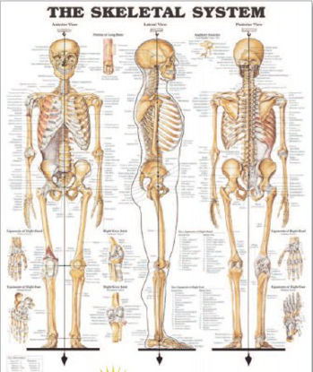 Picture of Anatomical Chart Skeletal System 20 X 26 Inch Heavy Paper Grommets Laminated9781587796821