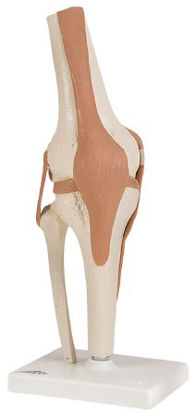 Picture of Functional Knee Joint Model 3 lbs.12-4511