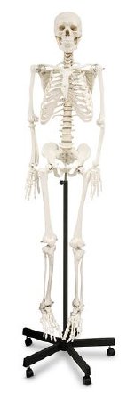 Picture of Human Skeleton NascoSB02011