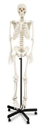 Picture of Human Skeleton NascoSB02011
