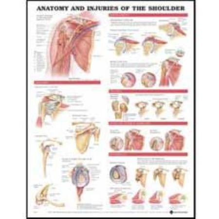 Picture of Anatomical Chart Anatomy and Injuries of the Shoulder 20 X 26 Inch Styrene Plastic9781587798092