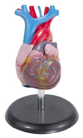 Picture of Life-Size Heart Model Life-SizeCH7