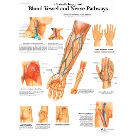 Picture of Blood Vessels and Nerve Pathways Laminated 3B ScientificSB41520