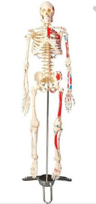 Picture of Painted and Numbered Big Tim Skeleton 25-1/2 InchCMS65