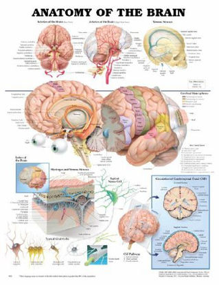 Picture of Anatomical Chart Anatomy of the Brain 20 X 26 Inch Heavy Paper Laminated9781587790898