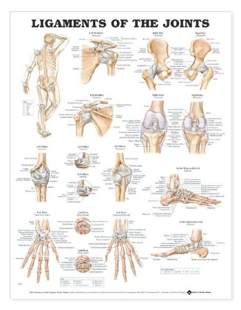 Picture of Anatomical Chart Joints 20 X 26 Inch Heavy Paper Grommets Laminated9781587794667