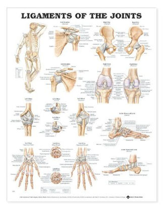 Picture of Anatomical Chart Joints 20 X 26 Inch Heavy Paper Grommets Laminated9781587794667