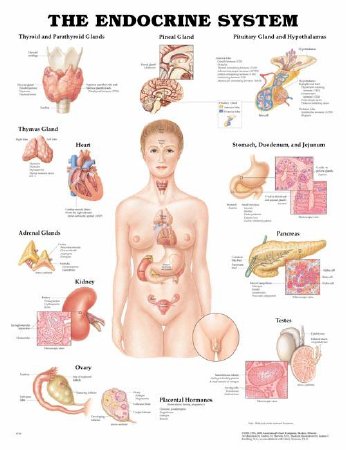 Picture of Anatomical Chart Endocrine System 20 X 26 Inch Plastic Wall Mount Laminated1587790157
