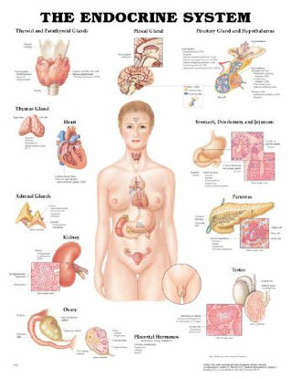 Picture of Anatomical Chart Endocrine System 20 X 26 Inch Plastic Wall Mount Laminated1587790157