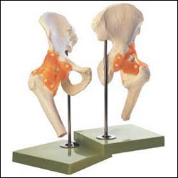 Picture of Functional Hip Joint ModelNS-51