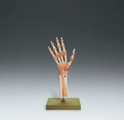 Picture of Hand and Wrist Functional Model Life Size SOMSO-PlastNS55