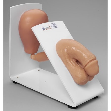 Picture of Male Catheterization Training Model Simulaids® Male 3 lbs.160-1931