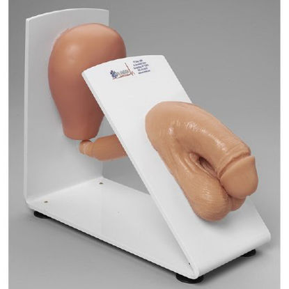 Picture of Male Catheterization Training Model Simulaids® Male 3 lbs.160-1931
