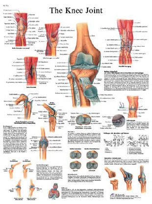 Picture of Anatomical Chart Knee Joint 20 X 25 Inch Laminated12-4611L
